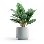 house plant