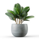 outdoor plant